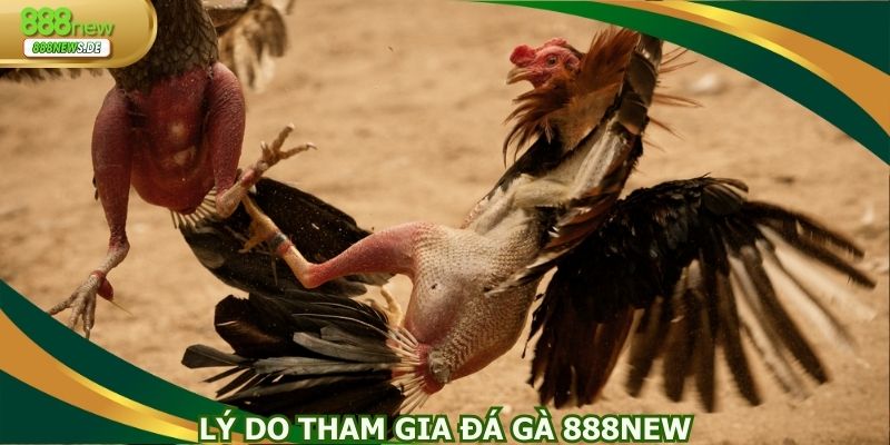 Lý do mọi người nên chọn đá gà 888NEW